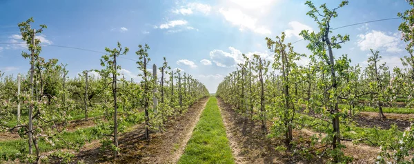 Sandomierz şaşırtıcı elma bahçelerinde