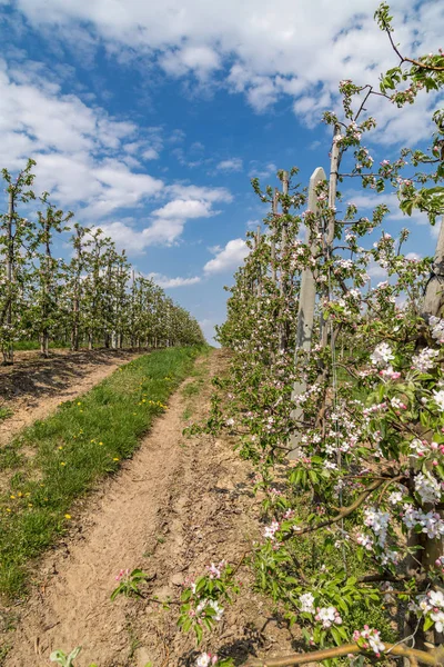Sandomierz güzel elma bahçelerinde