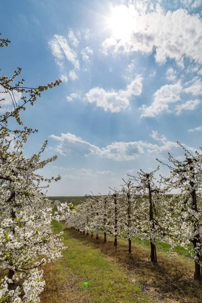 Sandomierz güzel elma bahçelerinde