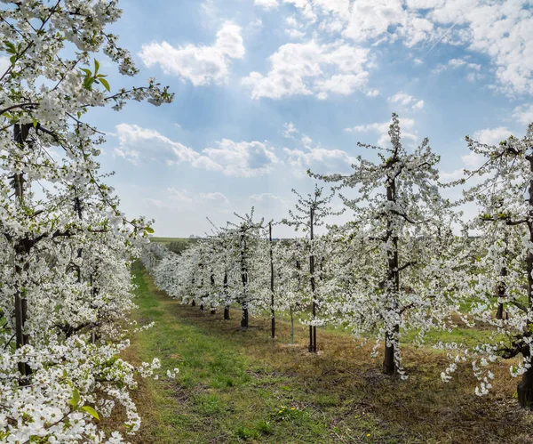 Sandomierz güzel elma bahçelerinde