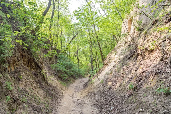 Gorge Sandomierz Jadwiga kraliçesi