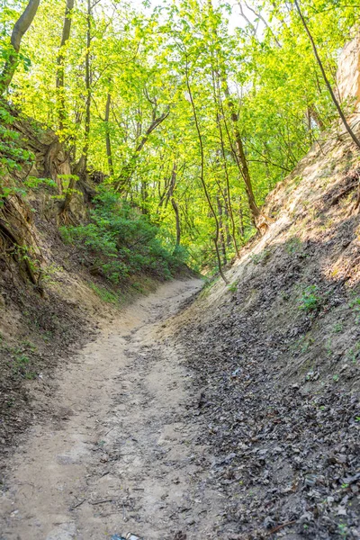 Gorge Sandomierz Jadwiga kraliçesi
