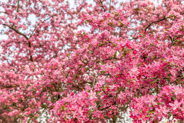 Güzel pembe çalı çiçek açan