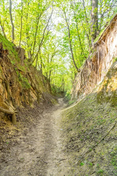 Sandomierz Jadwiga kraliçesi Gorge