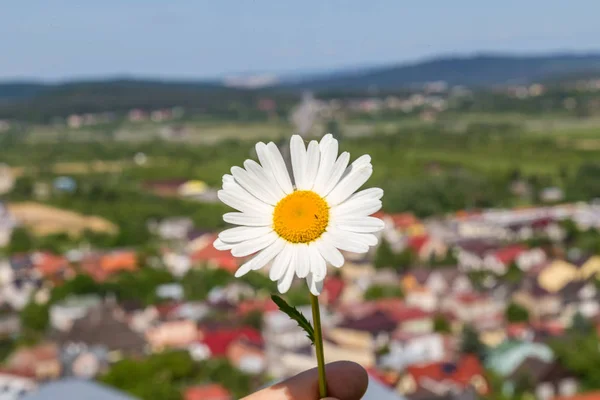 Daisy Kielce arka plan üzerinde