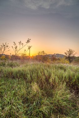 Çim çalılar arasında güzel gün batımı