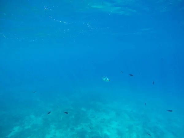 Çim çalılar arasında güzel gün batımı