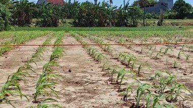 Kuru toprakta yetişen taze yeşil mısırlarla dolu bir tarla. Arka planda ağaçlar, evler ve parlak mavi bir gökyüzü var. Doğal ve kırsal bir atmosfer yaratıyorlar..