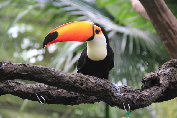 Toucan Com Bico Laranja Maciço Senta Uma Filial Jardim Zoológico — Fotografia de Stock