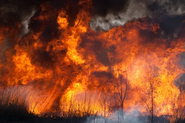 Raging Flame Fire Burn Fields Forests Black Thick Acrid Smoke — Stock Photo, Image