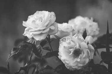 Güzel çalı çiçek, Beyaz Bahçe gülleri karanlık bir arka plan üzerinde siyah ve beyaz renkte. Gotik tarzı.