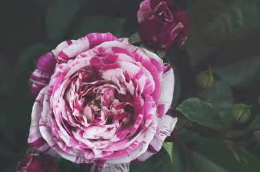 Güzel çalı çiçek, kırmızı Bahçe gülleri takvim için karanlık bir arka plan üzerine güneş ışığı altında.