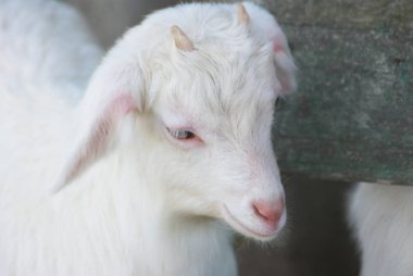 Genç güzel beyaz goatling, bahçedeki bahar niteliğine grazes evi yakın:.