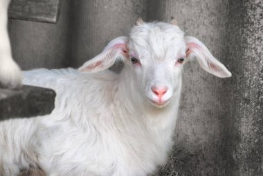 Genç güzel beyaz goatling, bahçedeki bahar niteliğine grazes evi yakın:.