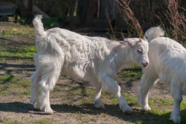 Bahar doğa dünya çapında eğitim genç güzel beyaz goatling grazes.