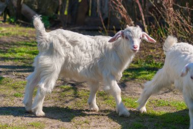 Bahar doğa dünya çapında eğitim genç güzel beyaz goatling grazes.