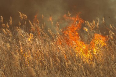 Yangın yanık alanlar, ormanlar ve siyah kalın buruk duman azgın Alevi.