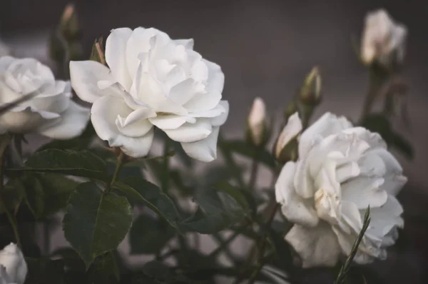 Vackra Blommor Vita Trädgård Buskrosor Kvällsljus Mörk Bakgrund För Kalendern — Stockfoto