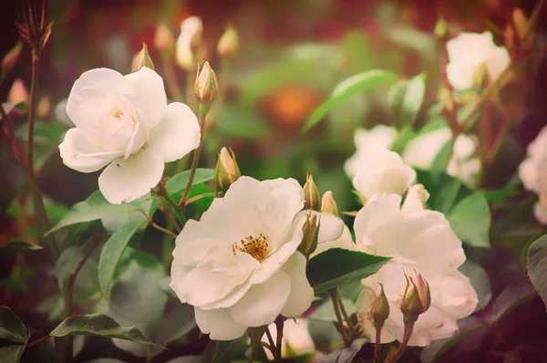Vackra Blommor Vita Trädgård Rosor Kvällsljus Mörk Bakgrund — Stockfoto