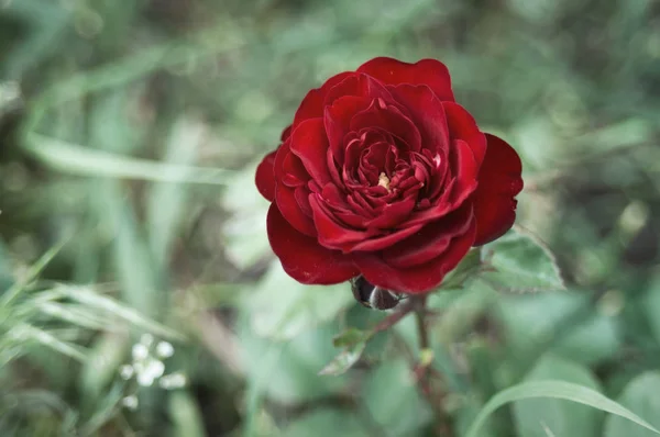 Vackra Blommor Röda Trädgård Buskrosor Kvällsljus Mörk Bakgrund För Kalendern — Stockfoto
