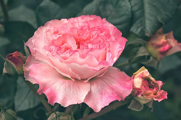 Vackra Blommor Rosa Röd Trädgård Buskrosor Kvällsljus Mörk Bakgrund För — Stockfoto
