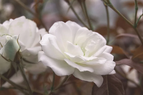 Vackra Blommor Vita Trädgård Buskrosor Kvällsljus Mörk Bakgrund För Kalendern — Stockfoto