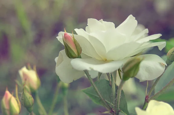 Vackra Blommor Vita Trädgård Rosor Kvällsljus Mörk Bakgrund — Stockfoto