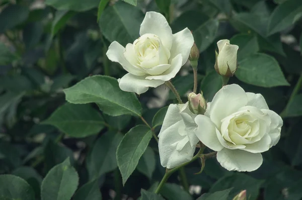 Vackra Blommor Vita Trädgård Rosor Kvällsljus Mörk Bakgrund — Stockfoto