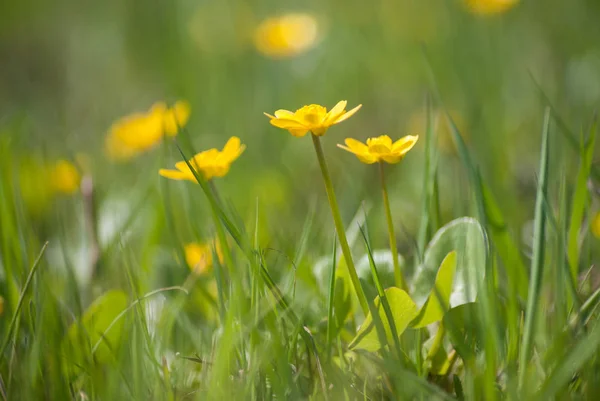 Alan sarı çiçekler taze yeşil çim su çayırlığında çerçevede bir ilkbaharda çiçek açması.