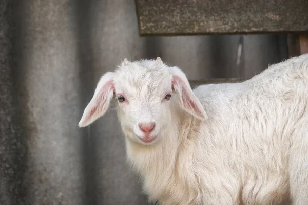 Jonge Mooie Witte Goatling Schaafwonden Voorjaar Natuur Tuin Buurt Van — Stockfoto