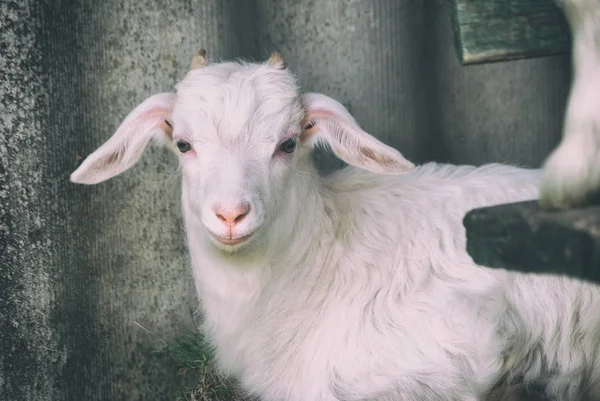 Jonge Mooie Witte Goatling Schaafwonden Voorjaar Natuur Tuin Buurt Van — Stockfoto