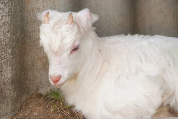 Jonge Mooie Witte Goatling Schaafwonden Voorjaar Natuur Tuin Buurt Van — Stockfoto