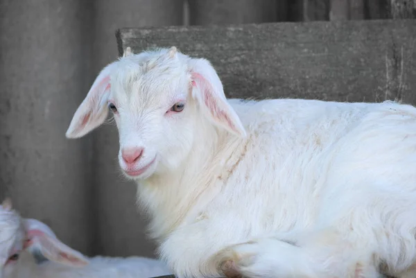 Jonge Mooie Witte Goatling Schaafwonden Voorjaar Natuur Tuin Buurt Van — Stockfoto