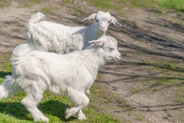Jonge Mooie Witte Goatling Schaafwonden Voorjaar Natuur Bestuderen Wereld Rond — Stockfoto