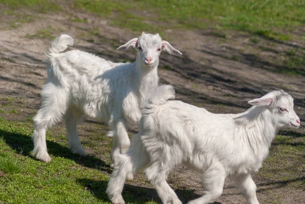 Jonge Mooie Witte Goatling Schaafwonden Voorjaar Natuur Bestuderen Wereld Rond — Stockfoto