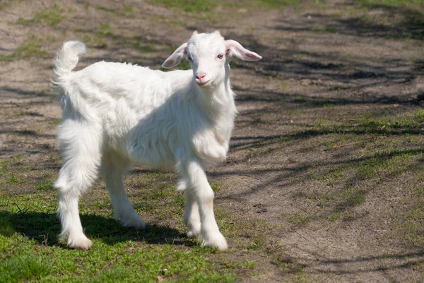 Jonge Mooie Witte Goatling Schaafwonden Voorjaar Natuur Bestuderen Wereld Rond — Stockfoto