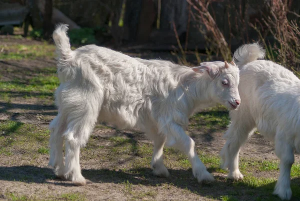 Jonge Mooie Witte Goatling Schaafwonden Voorjaar Natuur Bestuderen Wereld Rond — Stockfoto