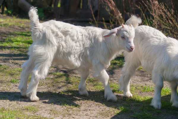Bahar doğa dünya çapında eğitim genç güzel beyaz goatling grazes.