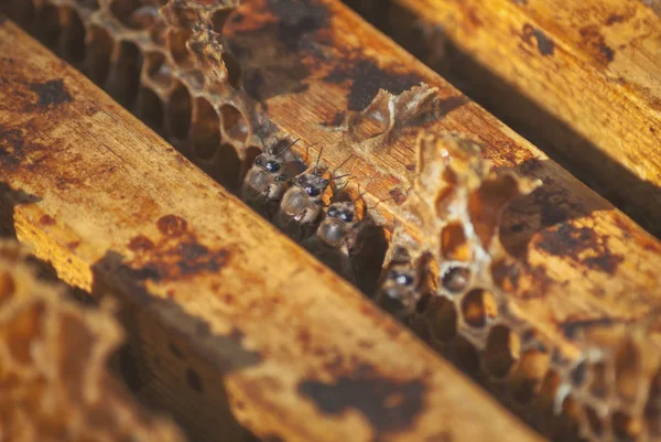 一群蜜蜂带着蜂蜜在蜡蜂窝 养蜂的蜂巢 — 图库照片