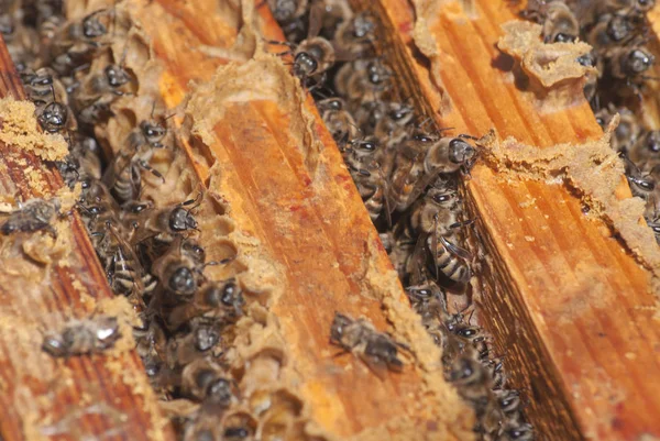 Una Familia Abejas Lleva Miel Panales Cera Colmena Del Apicultor — Foto de Stock