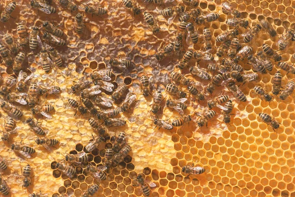 一群蜜蜂带着蜂蜜在蜡蜂窝 养蜂的蜂巢 — 图库照片