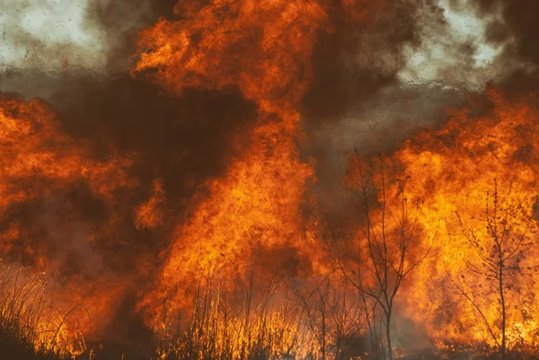 Yangın yanık alanlar, ormanlar ve siyah kalın buruk duman azgın Alevi.