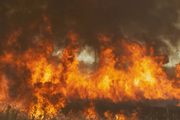 Raging Flame Fire Burn Fields Forests Black Thick Acrid Smoke — Stock Photo, Image