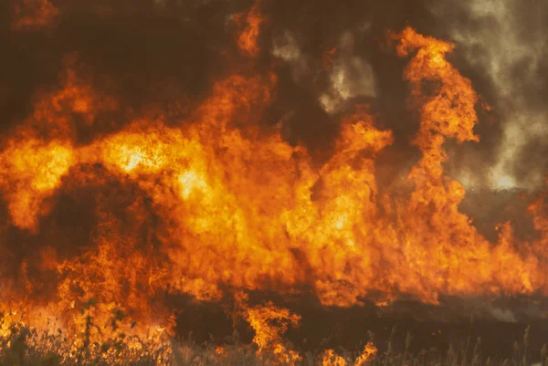 Raging Flame Fire Burn Fields Forests Black Thick Acrid Smoke — Stock Photo, Image