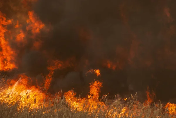 Raging Flame Fire Burn Fields Forests Black Thick Acrid Smoke — Stock Photo, Image