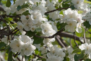 Bir çiçekli elma ağacı dalı. Apple bahar fırtınalı bloom.