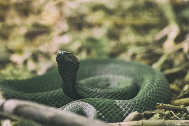 Yılan viper bahar kıvrılmış halkaları üzerinde geçen yılki yaprakları Kuru