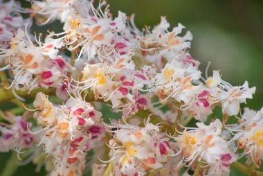 Bahar aylarında güneş ışınlarının Mayıs yakın kestane Şubesi çiçeklenme.