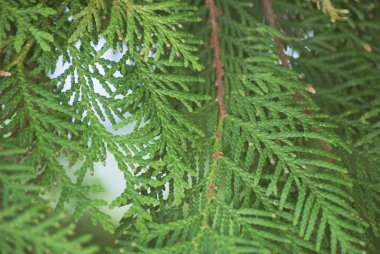 Mazı (bitki) orientalis veya çam ağacı dalı arka plan yakın çekim yumuşak odak için doku yeşil yaprakları.