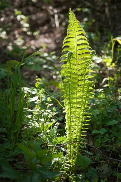 Nephrolepis exaltata The Sword Fern - a species of fern in the family Lomariopsidaceae